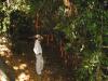 Tree Pruning (Happy Birthday)