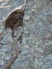 Pried off flake on slab below P-Crack