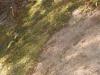 Moss scraping closeup